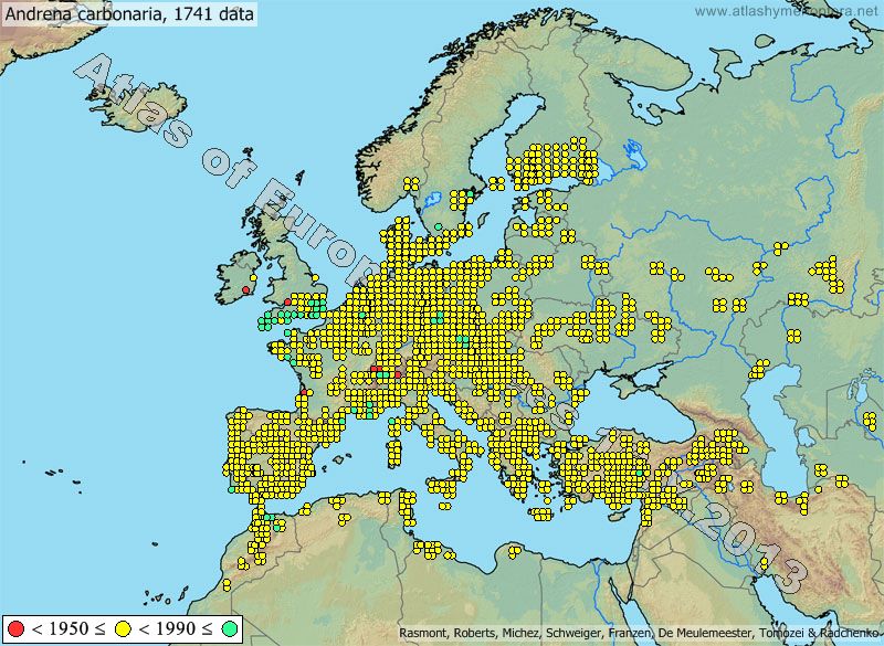 Andrena carbonaria, 1741 data