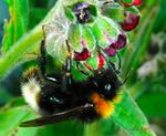 Bombus sylvestris (Lepeletier)