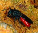 Sphecodes albilabris femelle