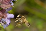 Megachile ericetorum