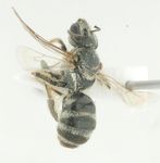 lasioglossum (Ctenonomia) vagans chaldaeorum