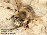 Anthophora retusa