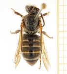 Macronomia_anamalai_M1.jpg