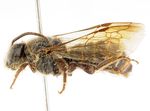 Macronomia_anamalai_M1b.jpg