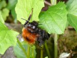 Bombus hypnorum