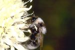 Bombus portschinsky