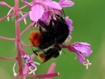 Bombus lapidarius