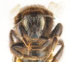 Bombus_pomorum_F1.jpg