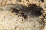 Lasioglossum marginatum