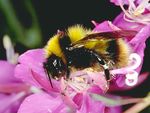 Bombus balteatus Male