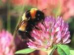 Bombus hyperboreus queen