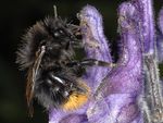 Bombus wurflenii brevigena