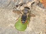 Megachile centuncularis