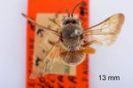 Afronomia_fimbriata_M_HT_DSC_0628.jpg