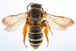 Afronomia_speciosana_F_DSC_0646.jpg