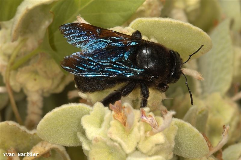 Xylocopa violacea, femelle
