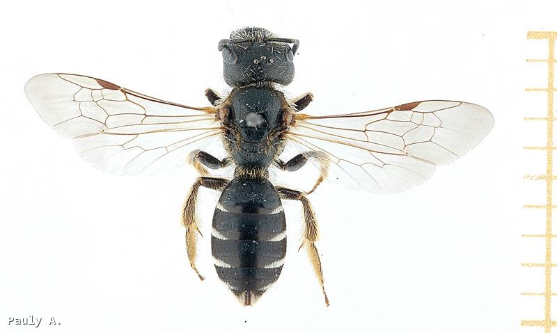 Halictus maculatus